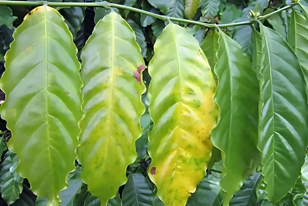 C mo Identificar La Falta De Nutrientes En Plantas De Caf c-mo-identificar-la-falta-de-nutrientes-en-plantas-de-caf